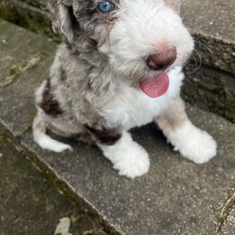 Bernedoodle Puppies from Lovey Dovey Bernedoodles
