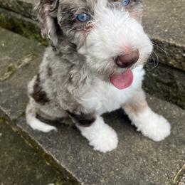 Bernedoodle Puppies from Lovey Dovey Bernedoodles