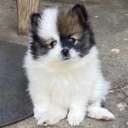 Lola - Pomeranian