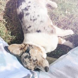 American Corgis and Pembroke Welsh Corgis from Velvet Corgis