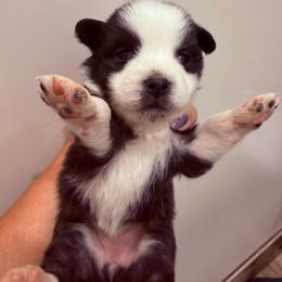 Charity - Black tri female Miniature Australian Shepherd puppy in Taylor, Arizona from Holy Ghost Ranch, Inc