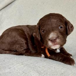 Orange - Chocolate male Goldendoodle puppy in Hesperia, Michigan from Red Acres Poodles & Doodles