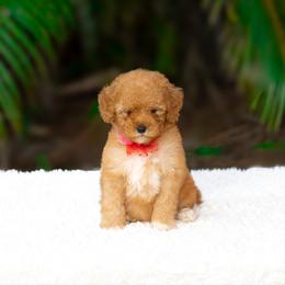 Dory - Red  female Goldendoodle puppy in Fort Myers, Florida from Corgis & Doodles