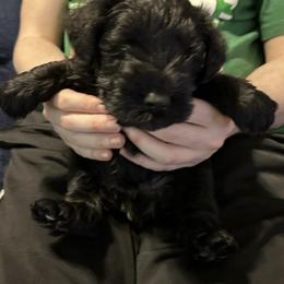 Athena - Black female Miniature Schnauzer puppy in Newburgh, Indiana from Lakehouse Miniature Schnauzers of Southern Indiana