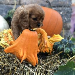 Cavalier King Charles Spaniel Puppies from Cavalier Kisses