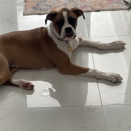 Bella - Boxer