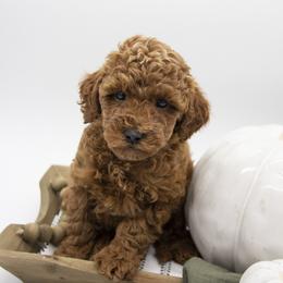 Assorted Doodle Crosses, Bernedoodle, Double Doodle, Goldendoodle, Labradoodle, and Whoodle Puppies from Our Little Farm Life Doodles