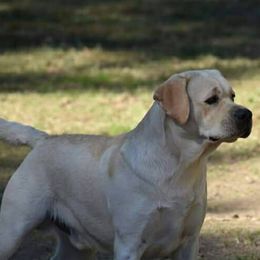 ICE - Labrador Retriever