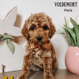 Voldemort - Parti male Goldendoodle puppy in Hilton, New York from The House of Goldendoodle