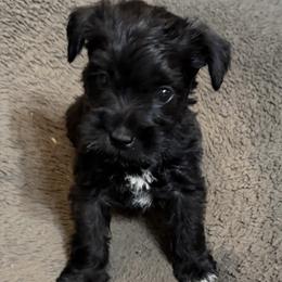 Light blue collar - Black male Miniature Schnauzer puppy in Hiddenite, North Carolina from Beyond Blessed Pawz
