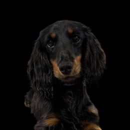 Journey - Dachshund