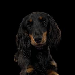 Journey - Dachshund