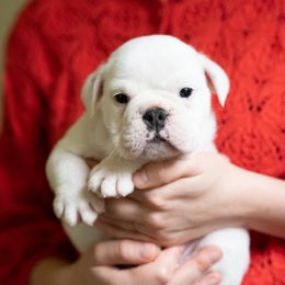 Bulldog Puppies from Brandywine Bulldogs