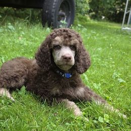 Poodle Puppies from Powder Puff Poodles