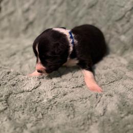 Trusty-blue - Black and white male Border Collie puppy in St. Cloud, Florida from Marcy's Border Collies