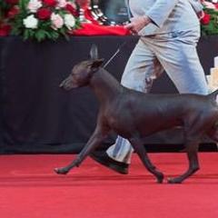 Chihuahuas from Blanch-O Kennels