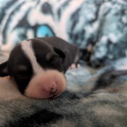 AKC Cardigan Boy 'Ranger - Black and white male Cardigan Welsh Corgi puppy in Tombstone, Arizona from WeVolution Off-Grid