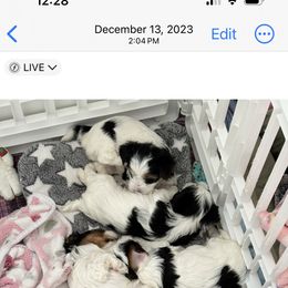 Biewer Terrier Puppies from Sheila's Biewer Terriers