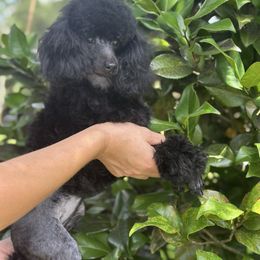 Dena - Black female Poodle puppy in Hicks, Louisiana from BlackGoldToyPoodles
