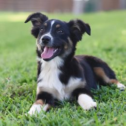 Cypress - Blue merle Miniature Australian Shepherd puppy in White Oak, Texas from Triple Lake Ranch Miniature Australian Shepherds