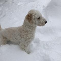 Tilly - Labradoodle