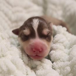 Magnolia - Red and white female Siberian Husky puppy in Bly, Oregon from Hill Top Huskies