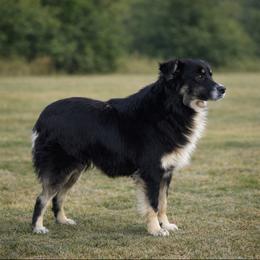 Girly - Miniature Australian Shepherd