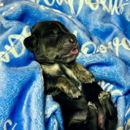 Baby girl 3 - Brindle female Dachshund puppy in El Dorado, Arkansas from LovelylilDoxies
