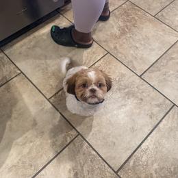 Poodle and Shih Tzu All Grown Up from PureBreedsKC