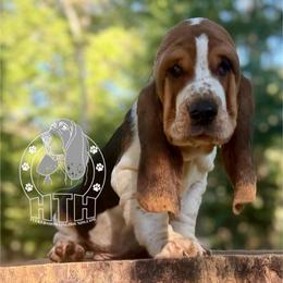 Ryder - Black white and brown male Basset Hound puppy in Dingess, West Virginia from Tuckers' Howling Hounds