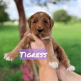 Tigress - Red  female Goldendoodle puppy in Rose Hill, North Carolina from Red Door Canines