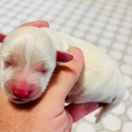 Naomi - White female Miniature Schnauzer puppy in Alabama from Little River Miniature Schnauzers