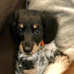 Dachshund Puppies from Alpine Meadow Dachshunds