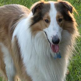 Banner - Collie