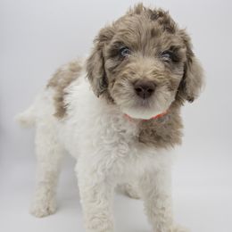 Assorted Doodle Crosses, Bernedoodle, Double Doodle, Goldendoodle, Labradoodle, and Whoodle Puppies from Our Little Farm Life Doodles