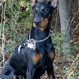 Doberman Pinscher All Grown Up from European Doberman Breeders