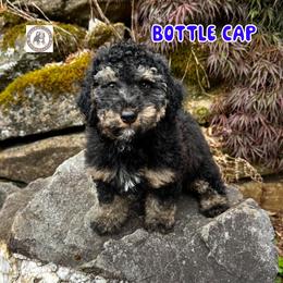 Bottle Cap - Phantom male Bernedoodle puppy in Banner Elk, North Carolina from Walnut Tree Bernedoodles