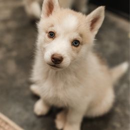 Tesla - Red and white Siberian Husky puppy in Front Royal, Virginia from North River Siberians