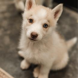 Tesla - Red and white Siberian Husky puppy in Front Royal, Virginia from North River Siberians