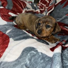 Daphne - Dapple female Dachshund puppy in Nevada, Missouri from Backroad Fur Babies