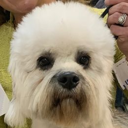 Bebe - Dandie Dinmont Terrier