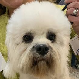 Bebe - Dandie Dinmont Terrier