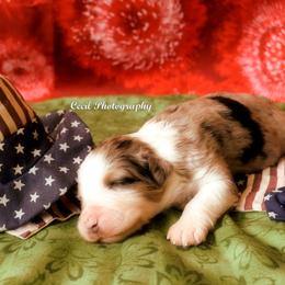 Australian Shepherd Puppies from Dovehawk Australian Shepherds
