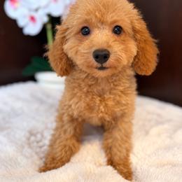Mia - Apricot female Poodle puppy in Davie, Florida from Dave Poodles
