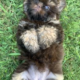 Shih Tzu Puppies from Mosley Kennel Shih Tzu