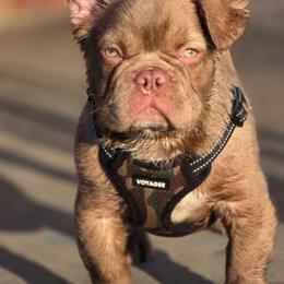 Kobe - White and fawn male French Bulldog puppy in Miami, Oklahoma from Destiny Jones