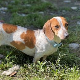 Ivy - Dachshund