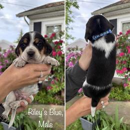 Boy 1 - male Beagle puppy in Brownsville, Oregon from Beagles on the Run