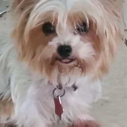 Mesha - Yorkshire Terrier