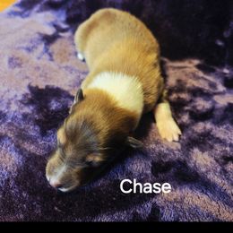 Chase - Sable male Collie puppy in Lafayette, Indiana from Katrina's Collies